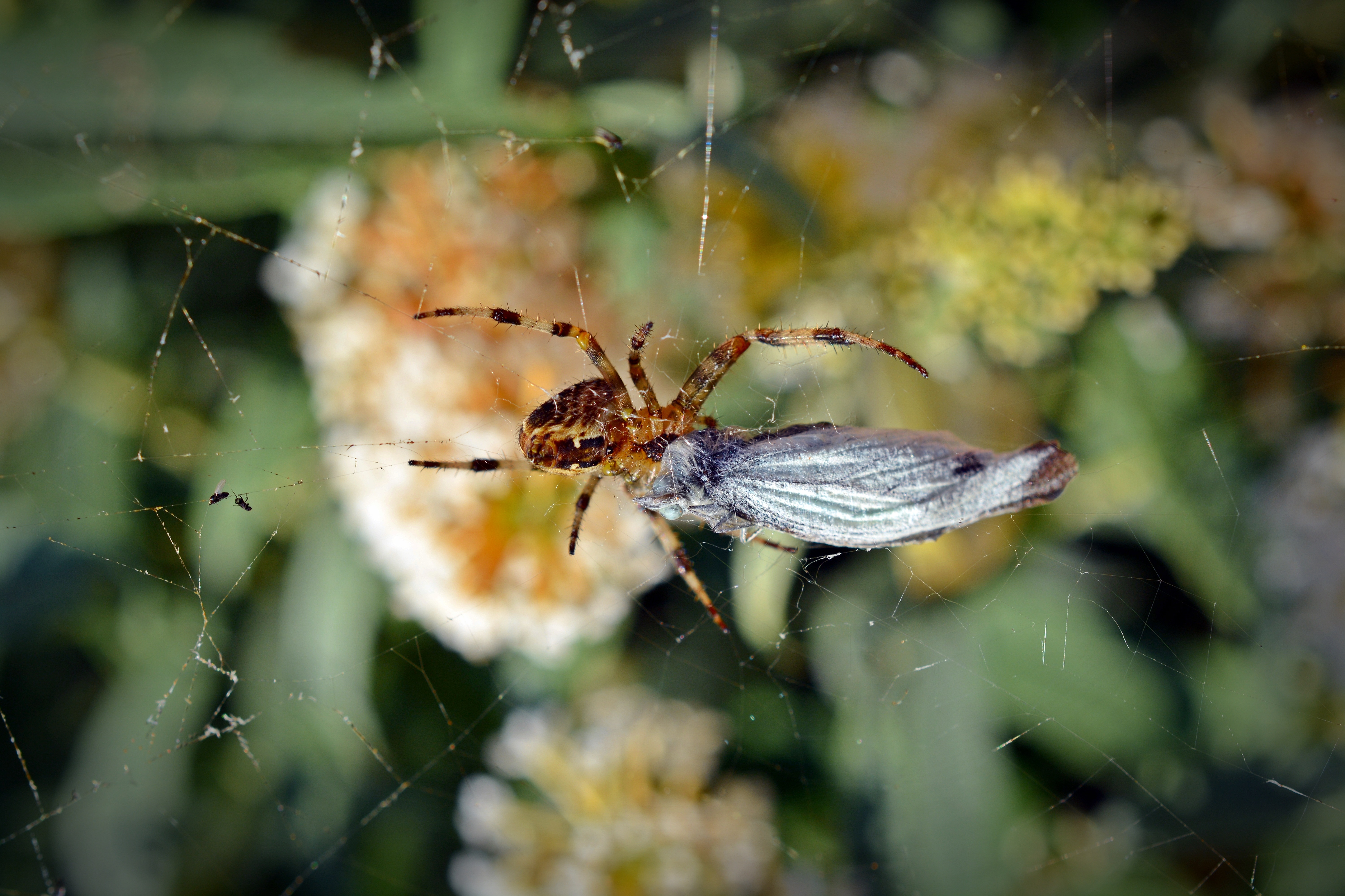 Brown Barn Spider Free Image Peakpx