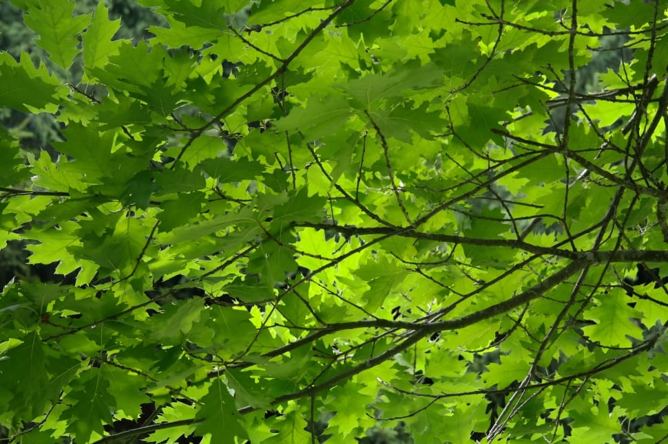 Green Leaf Tree Free Image Peakpx