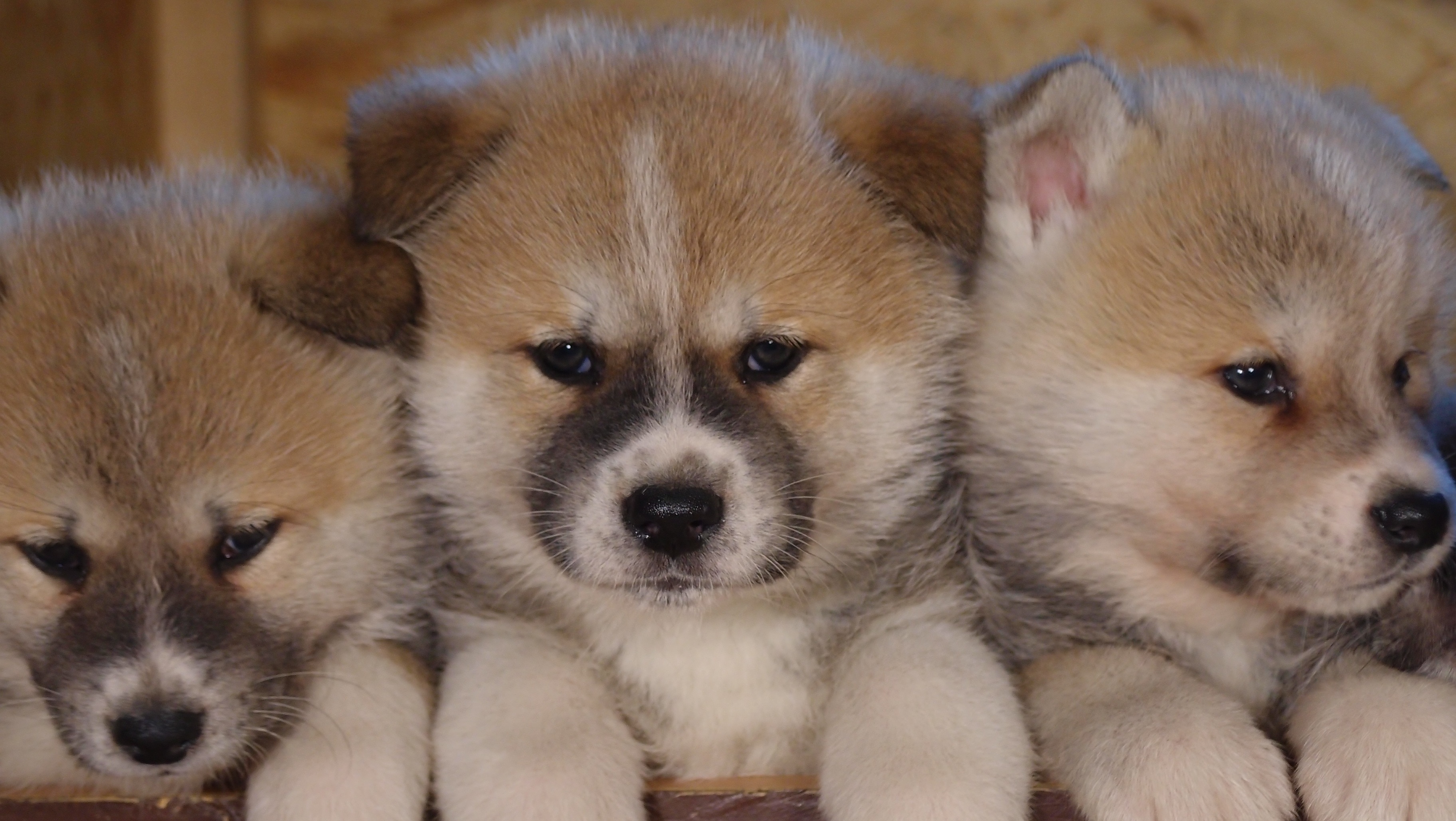 3 american akita puppies free image | Peakpx