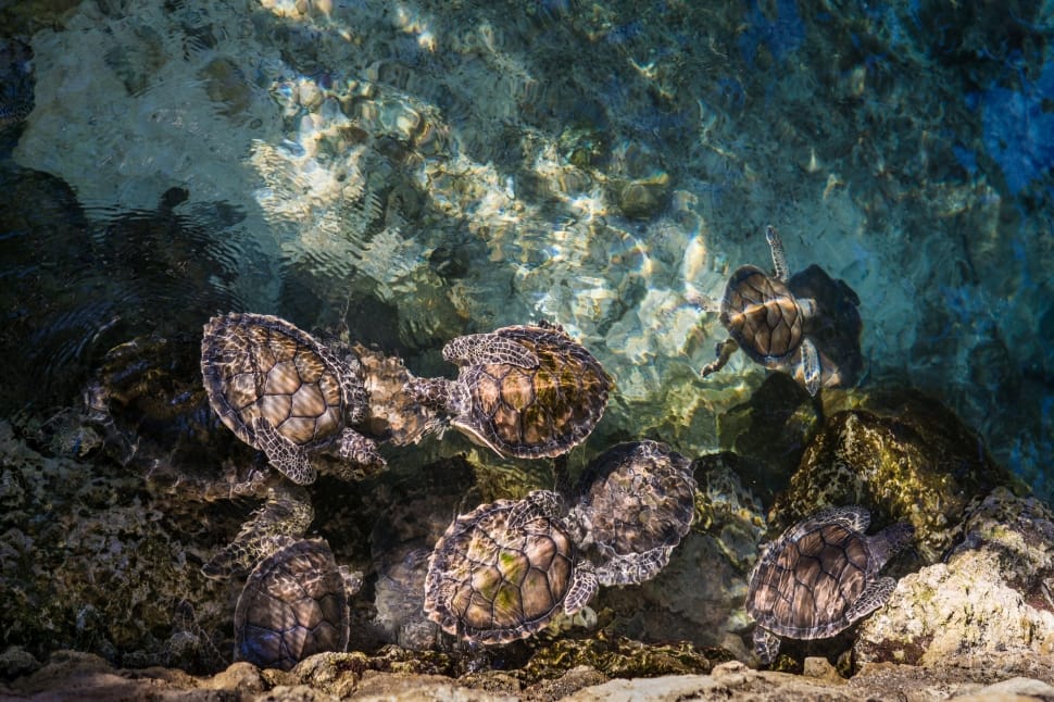 Seven Sea Turtles Free Image 