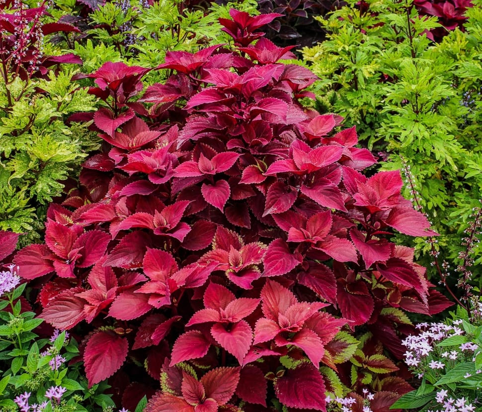 red-coleus-plant-free-image-peakpx