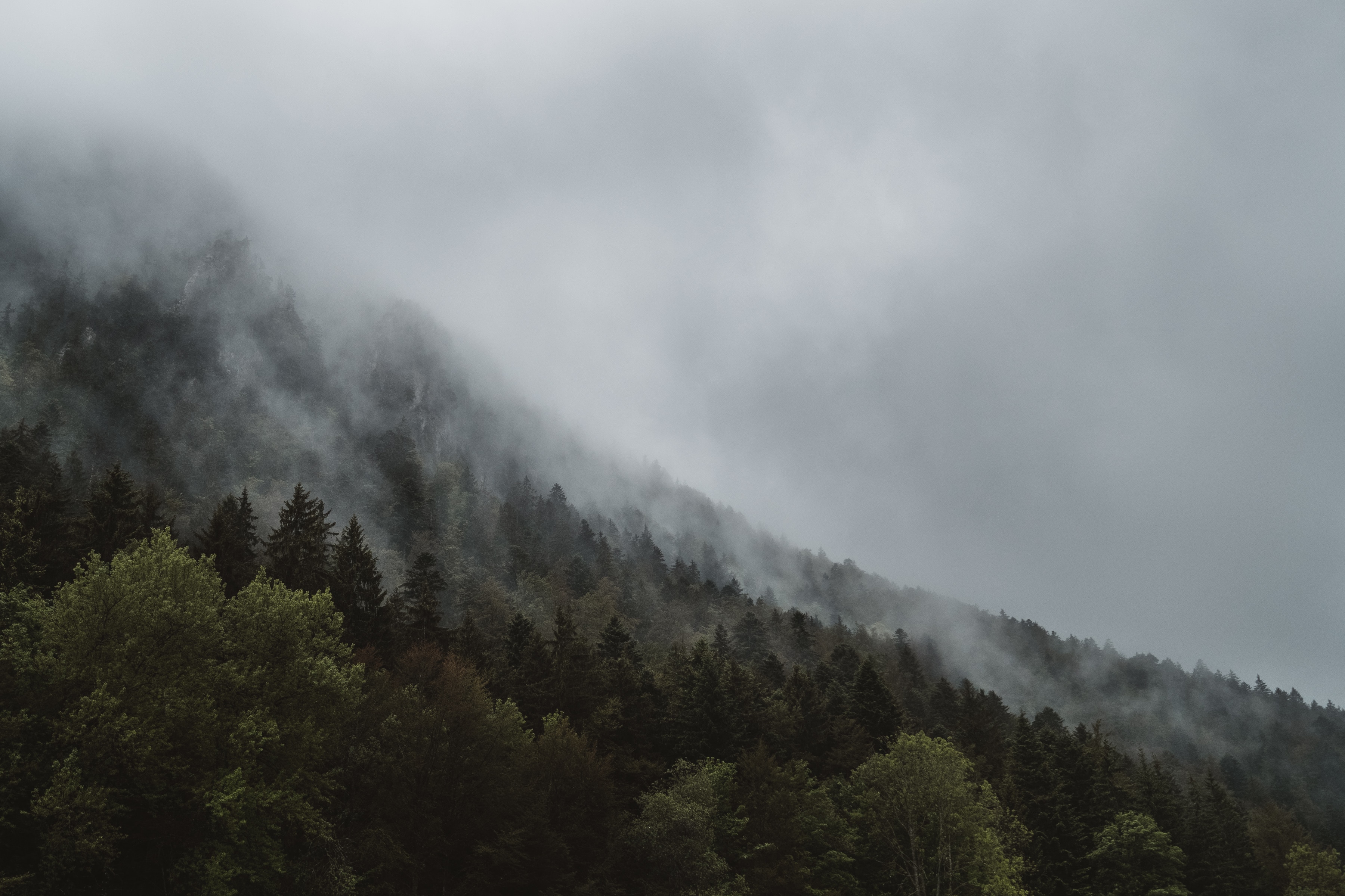 2k-cloud-fog-forest-wallpaper.jpg