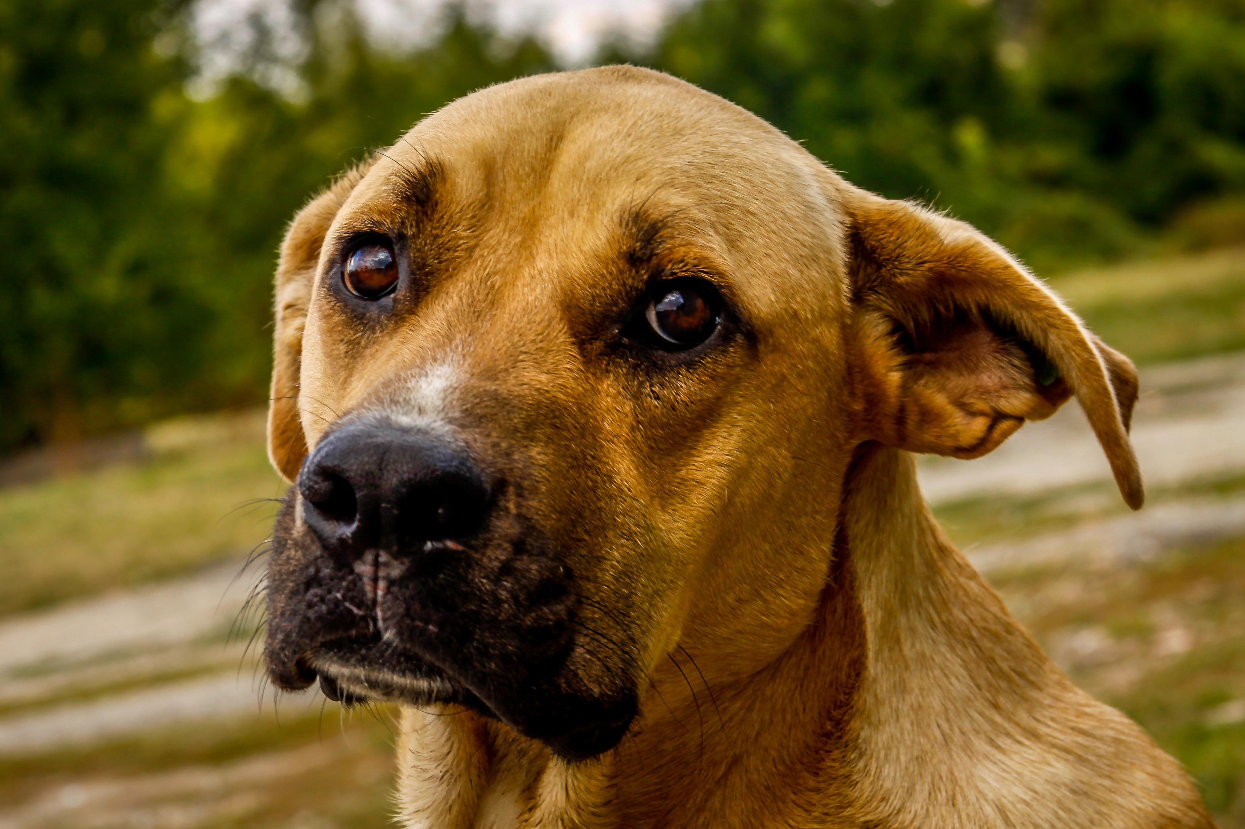 brown short coat dog free image | Peakpx