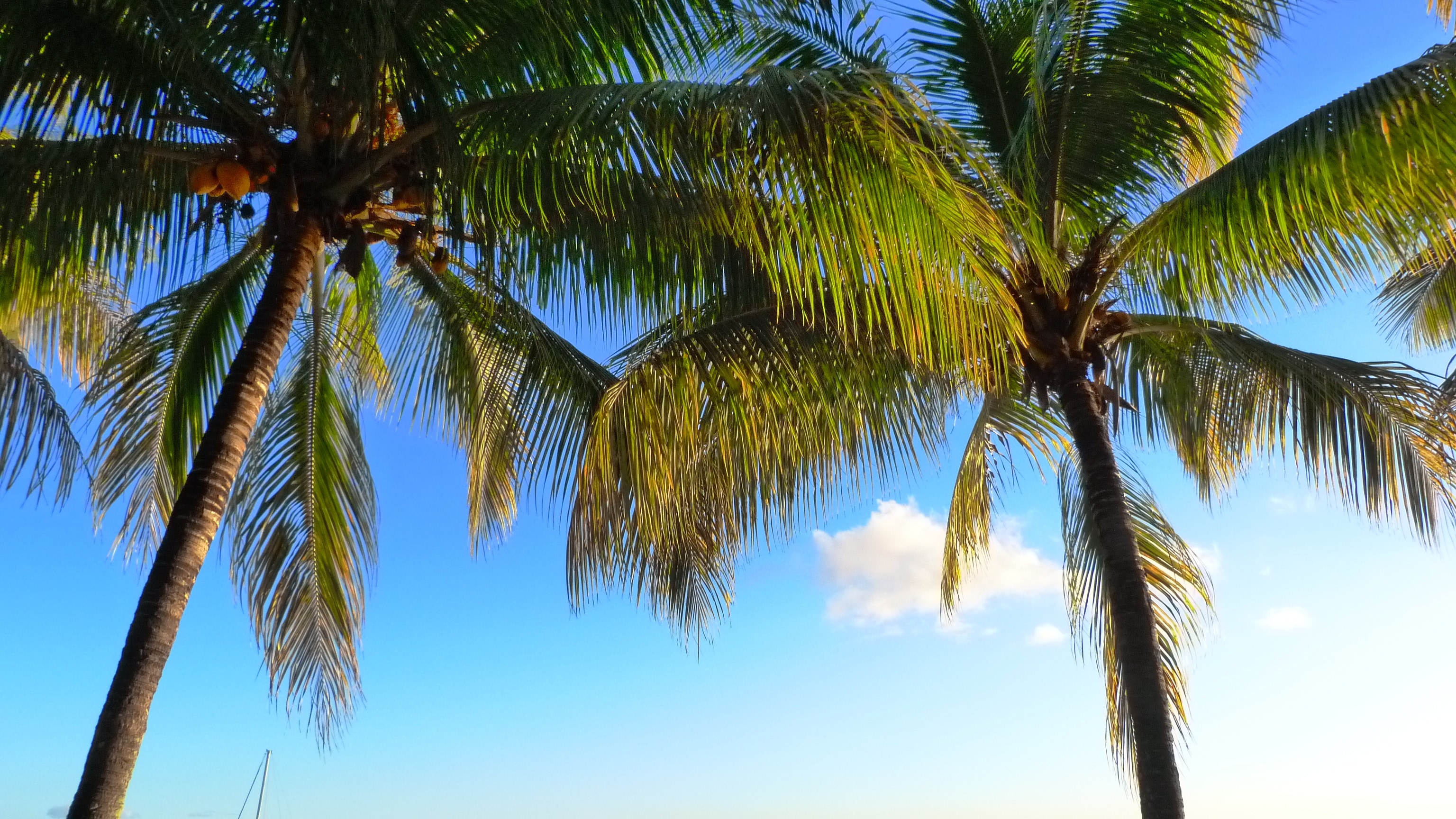 1920x1080 Wallpaper 2 Coconut Trees Peakpx