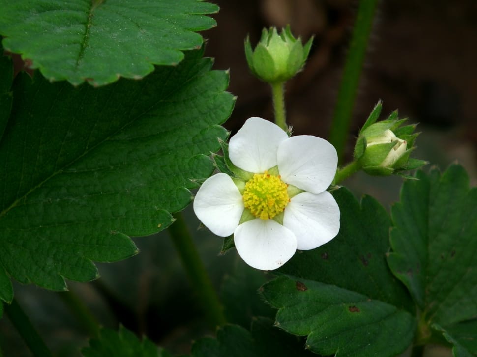 white-5-petal-yellow-center-flower-free-image-peakpx