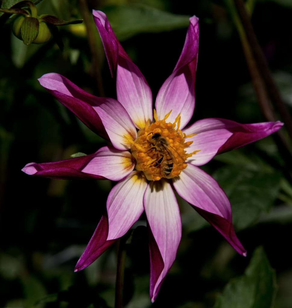 Star Dahlia, Dahlia, Flower, Garden, flower, petal preview