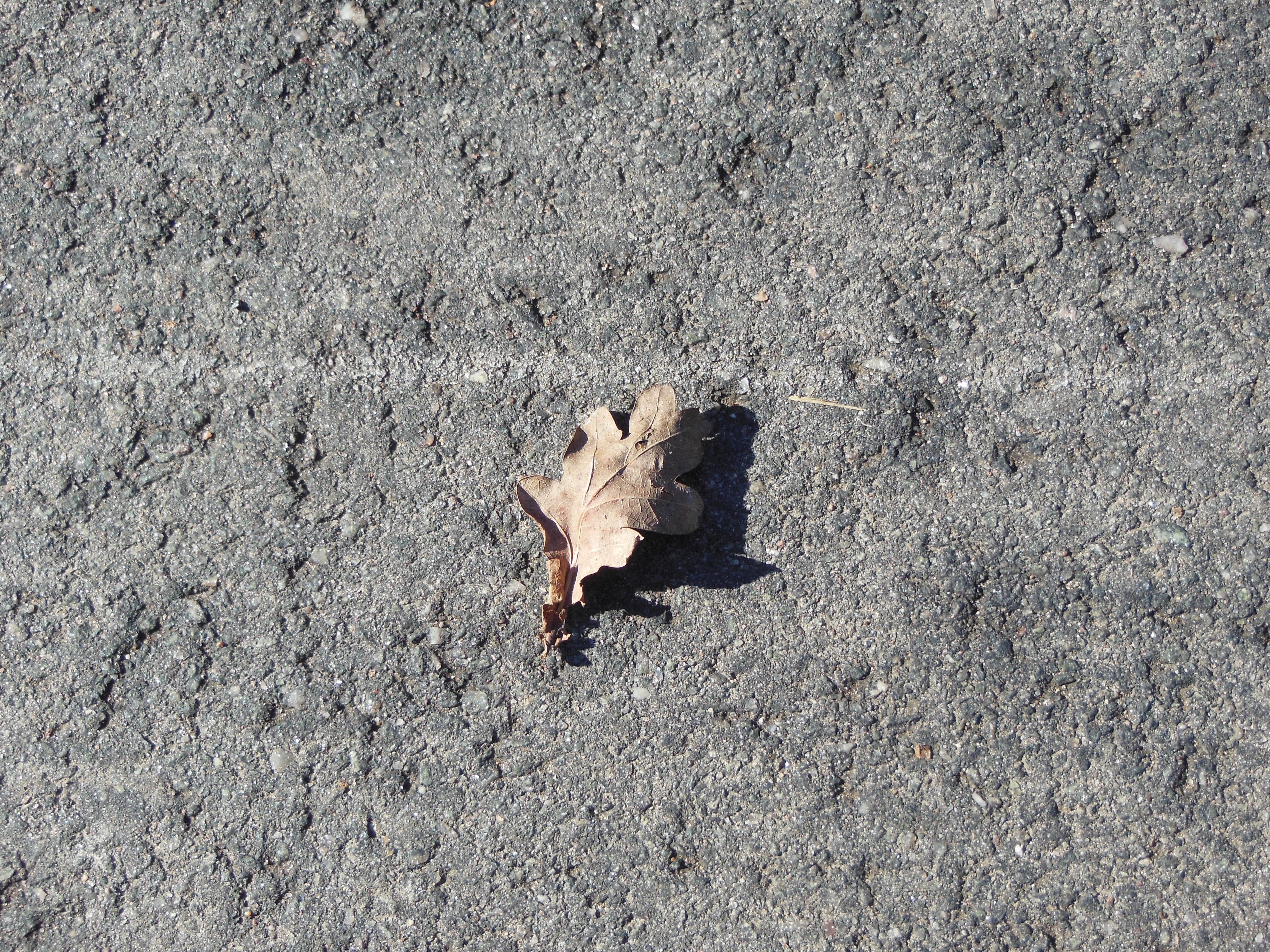 brown dried leaf