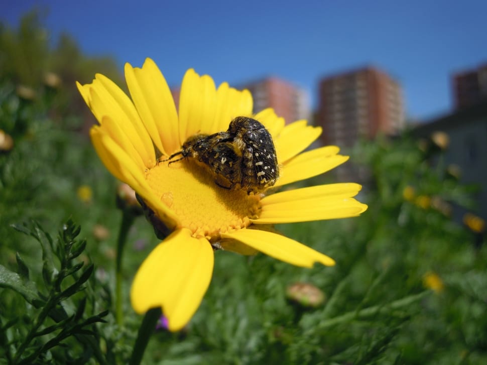 yellow daisy with two black beetle mating preview