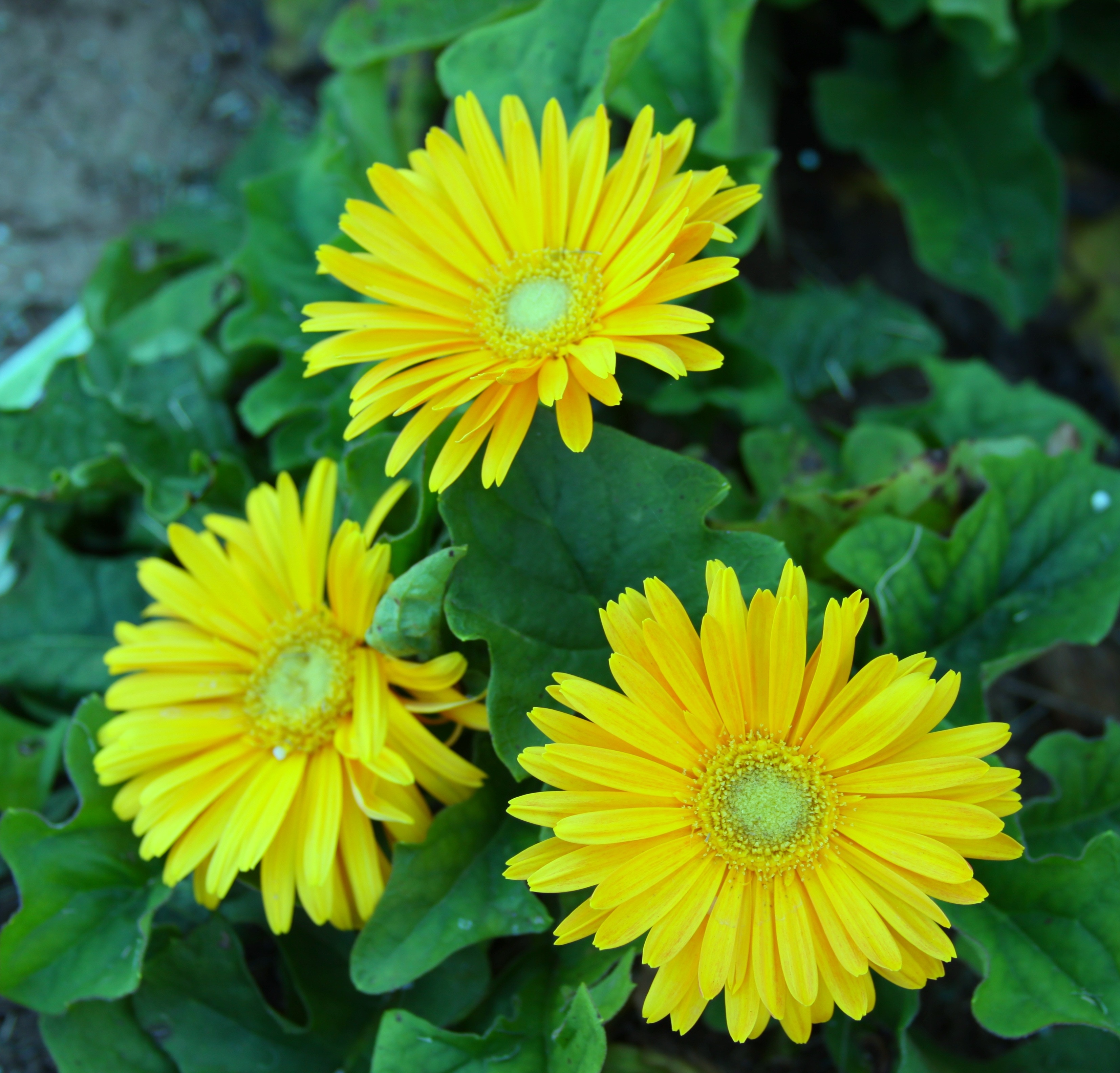 3 yellow flowers
