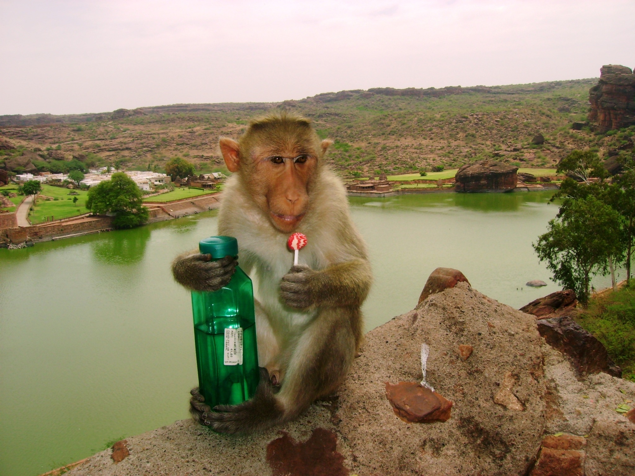 monkey holding lollipop and bottle
