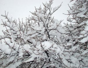 bare tree with snow coat thumbnail