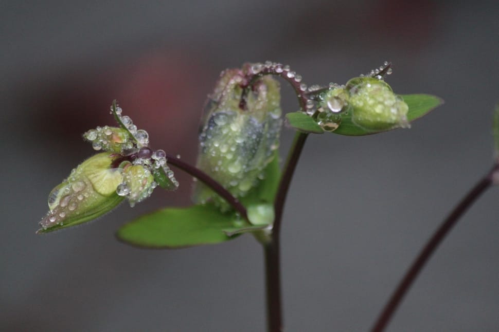 Blossom, Bloom, Macro, Garden, Flowers, one animal, no people preview