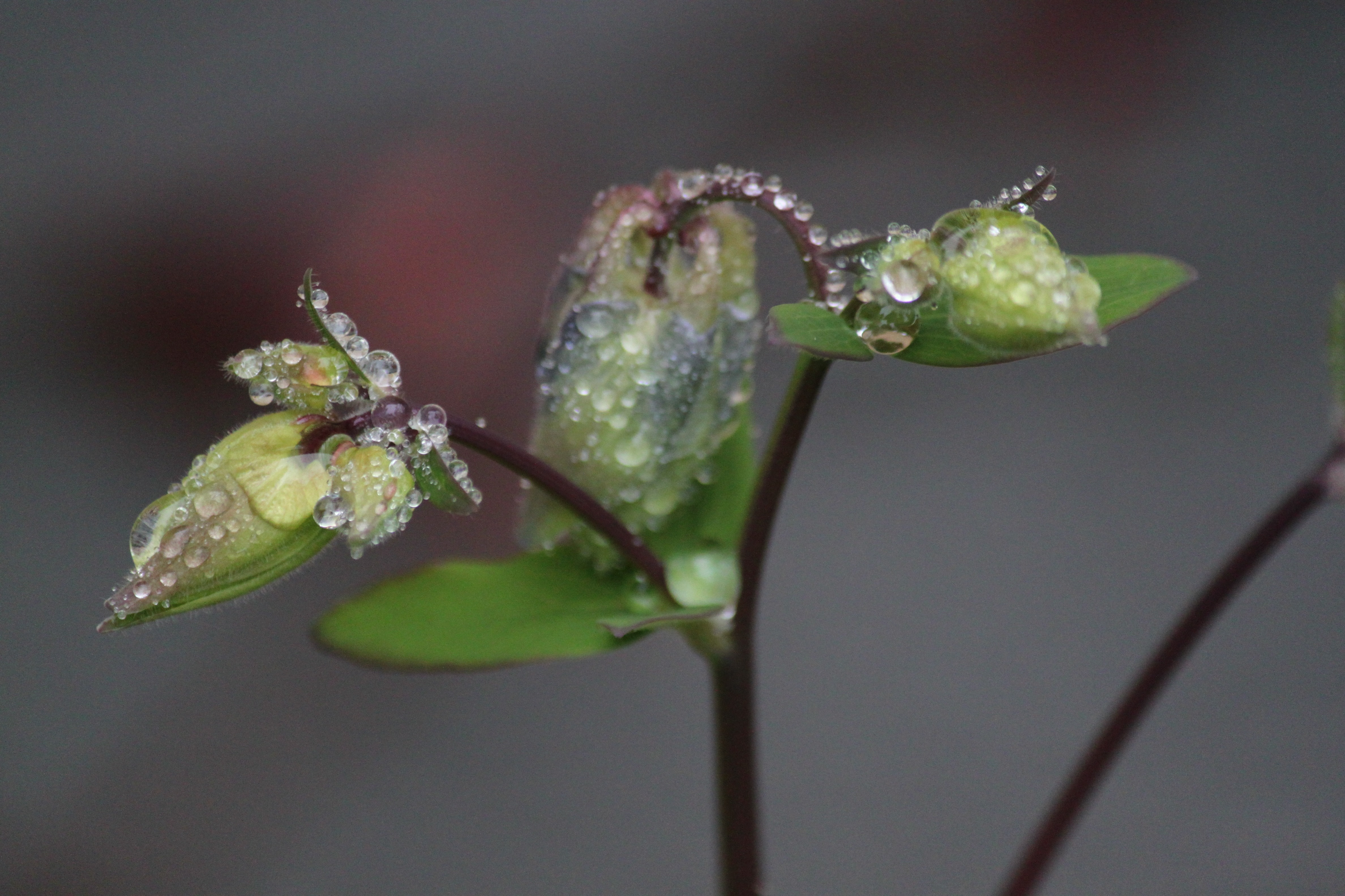 Blossom, Bloom, Macro, Garden, Flowers, one animal, no people