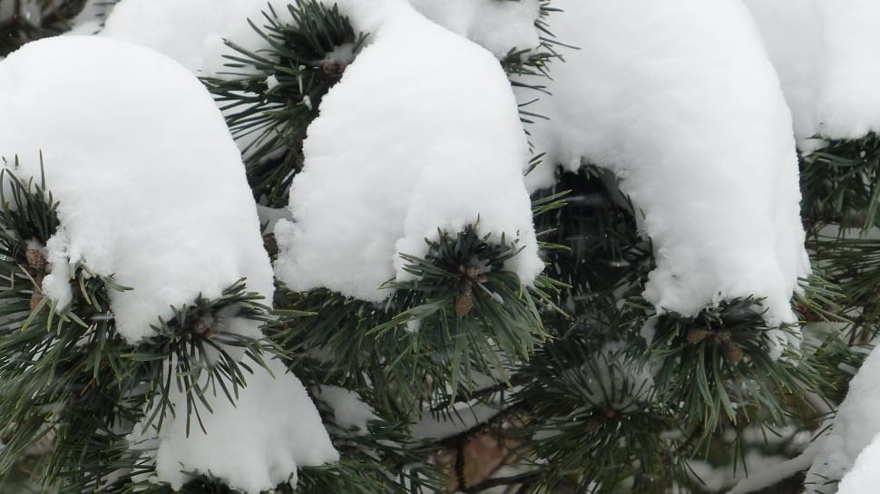 christmas tree filled with snow preview