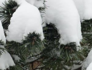 christmas tree filled with snow thumbnail