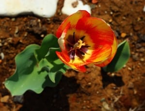 red and yellow flower thumbnail