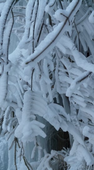 frozen tree thumbnail