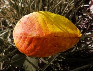 orange yellow leaf thumbnail