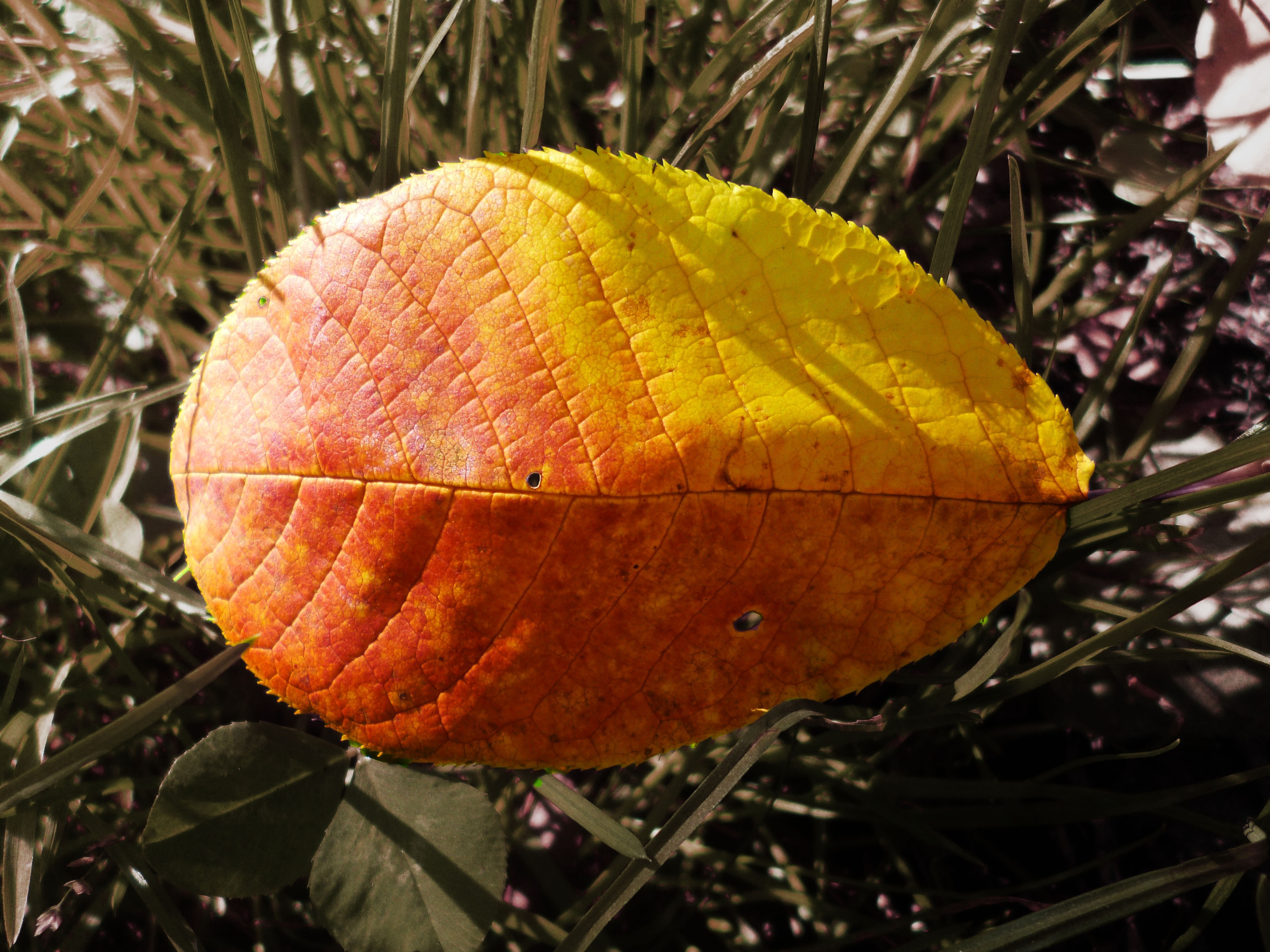 orange yellow leaf