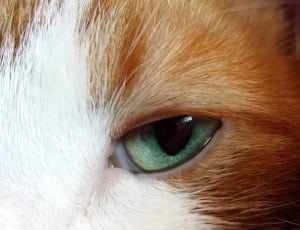 green eyed brown and white short coated cat thumbnail