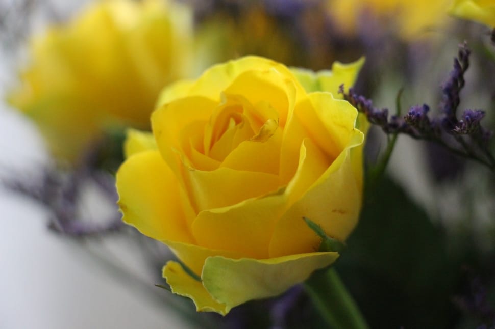 yellow rose preview