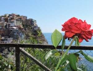 Flower, Nature, Cinque Terre, Manarola, flower, plant thumbnail