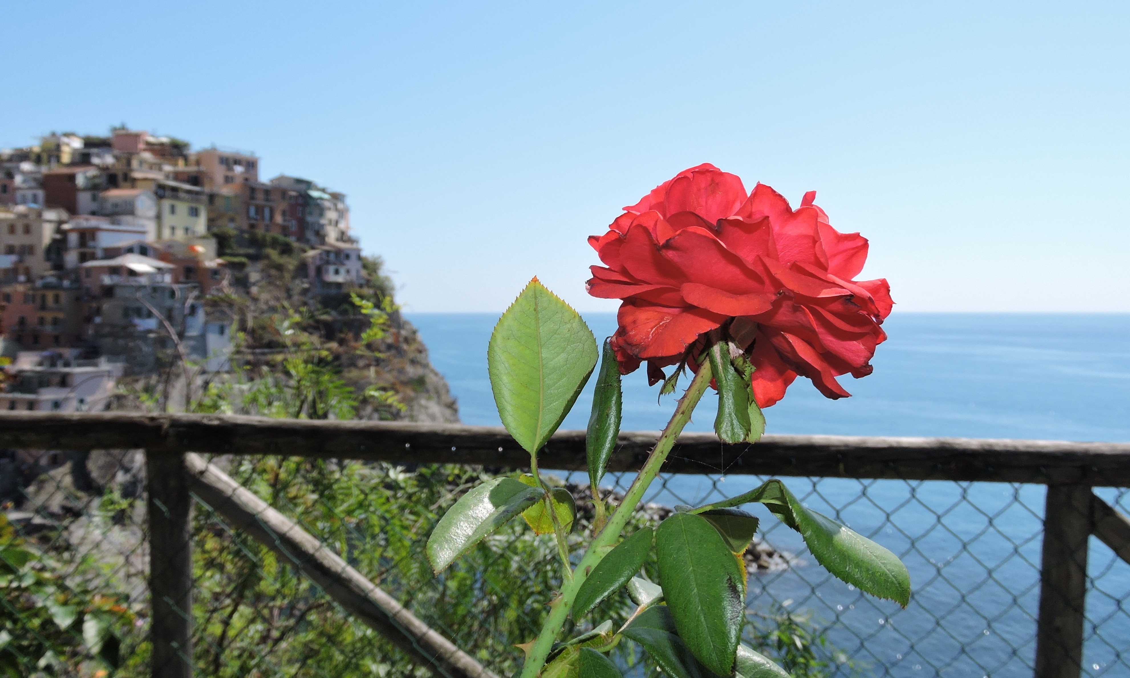 Flower, Nature, Cinque Terre, Manarola, flower, plant