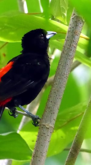 black and red feathered white beak bird thumbnail