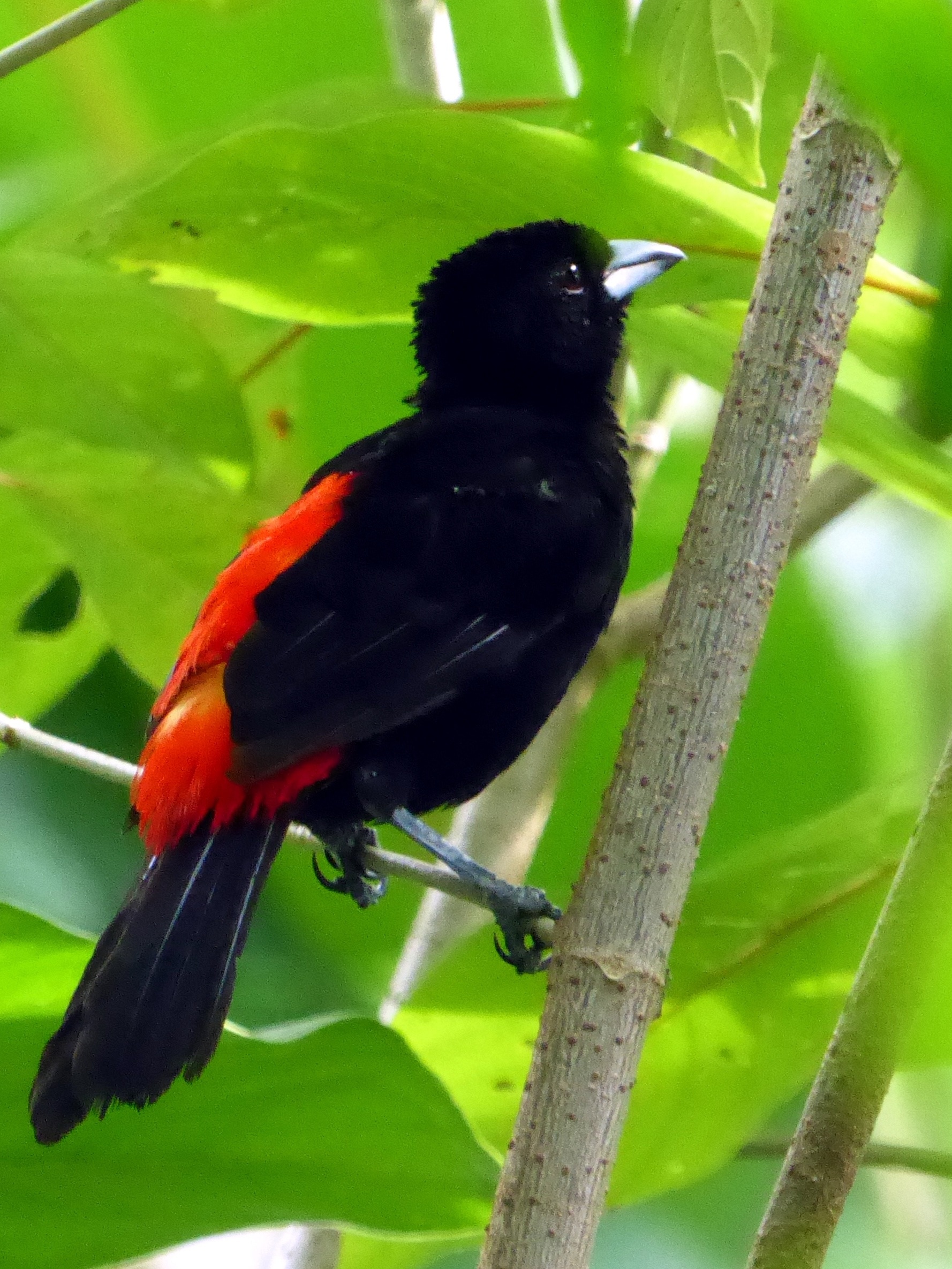 black and red feathered white beak bird