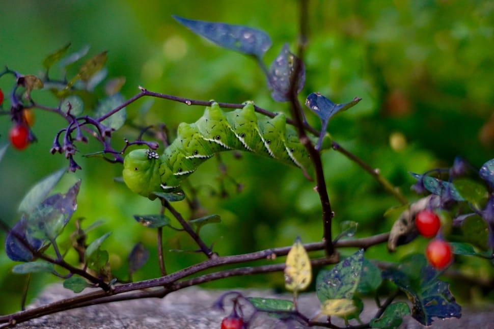 green grasshopper preview