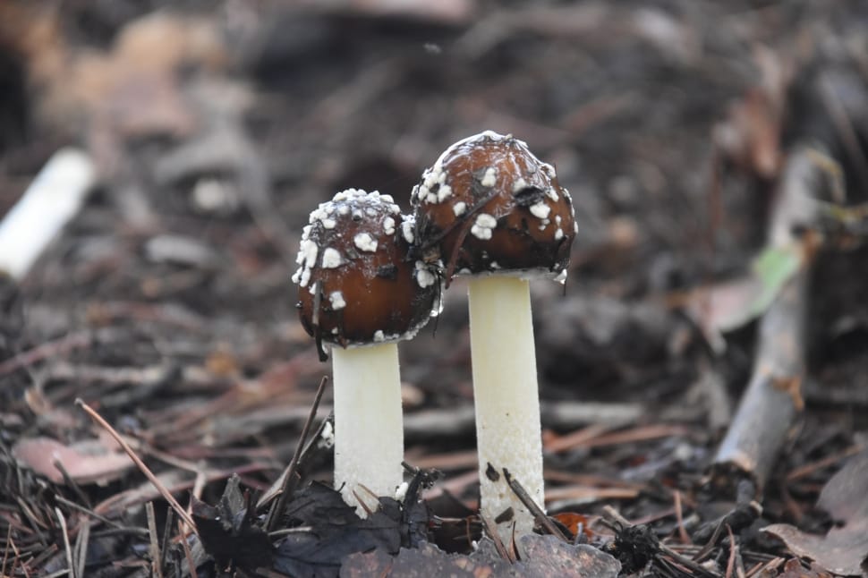 2 brown and white mushrooms preview