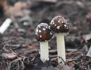 2 brown and white mushrooms thumbnail