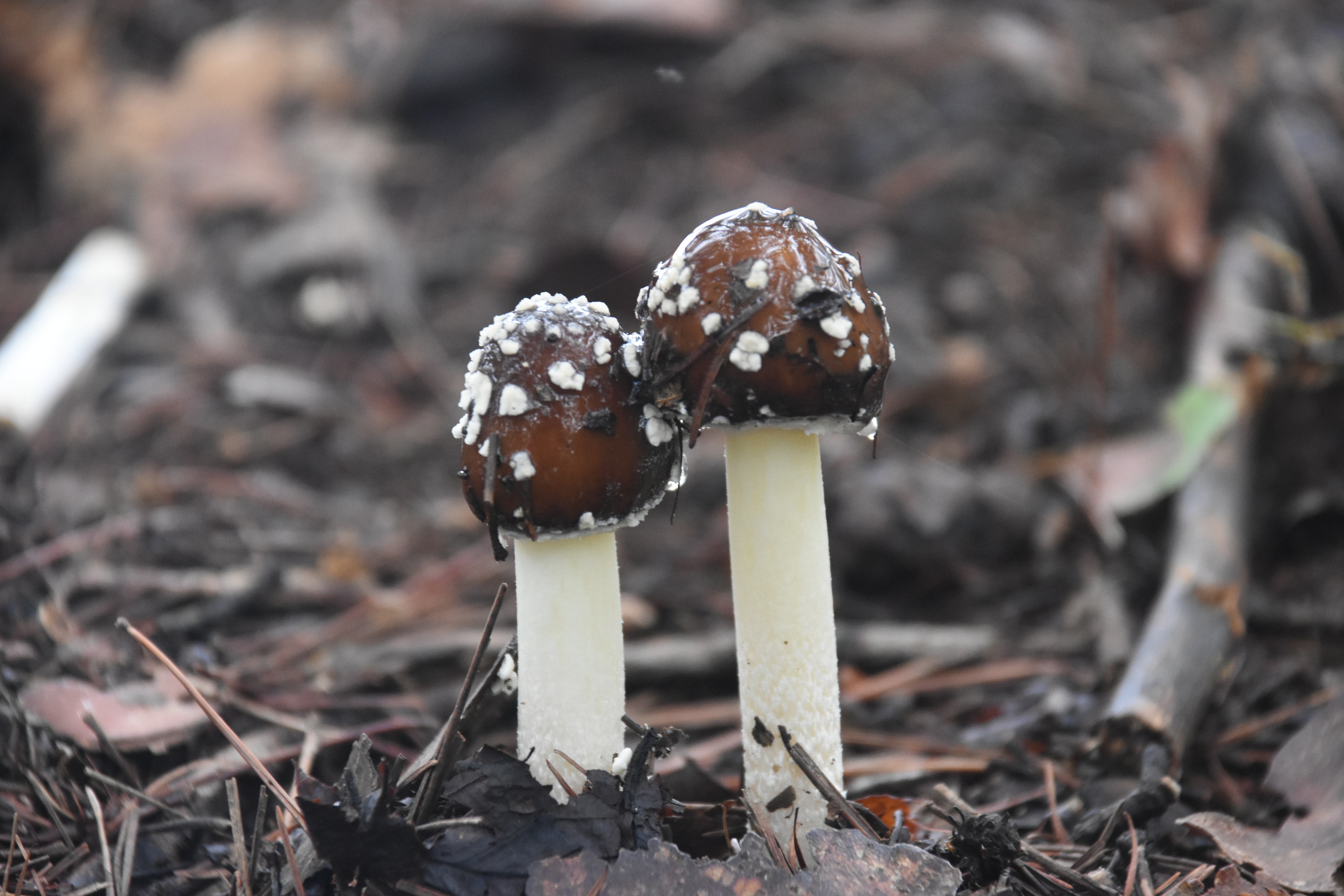 2 brown and white mushrooms