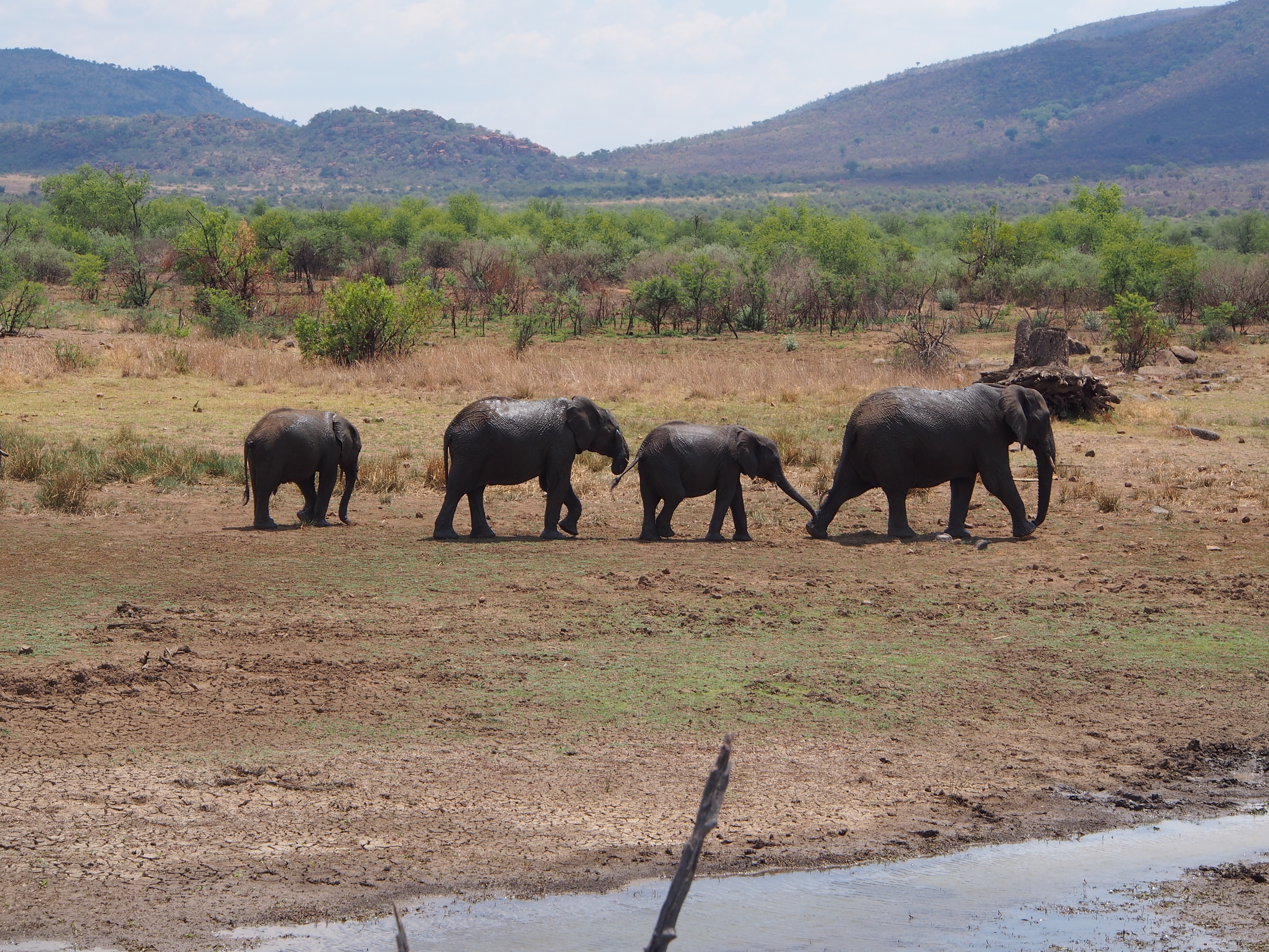 herd of black elephants