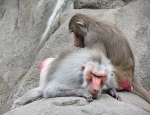 2 baboon monkey thumbnail