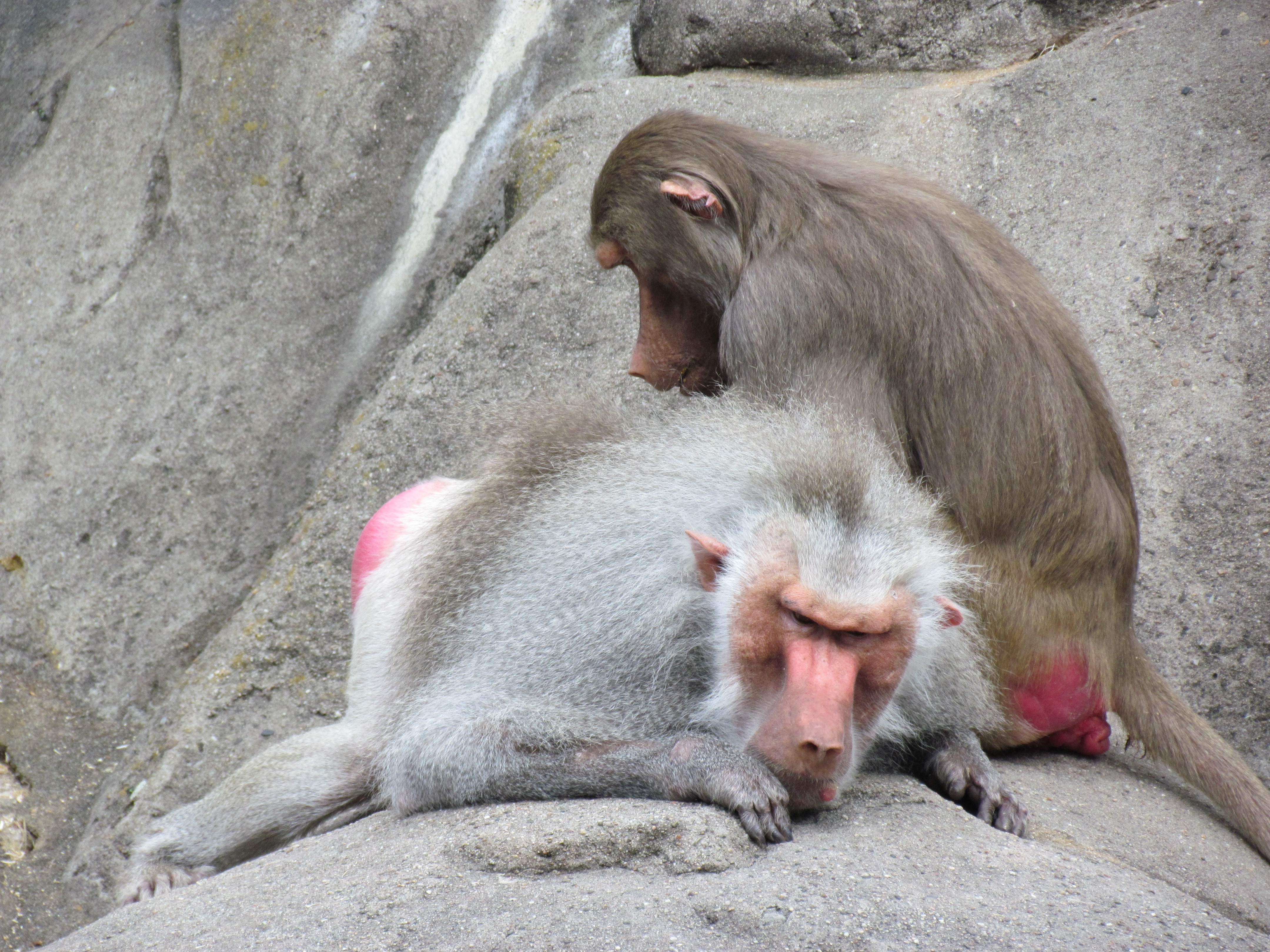 2 baboon monkey