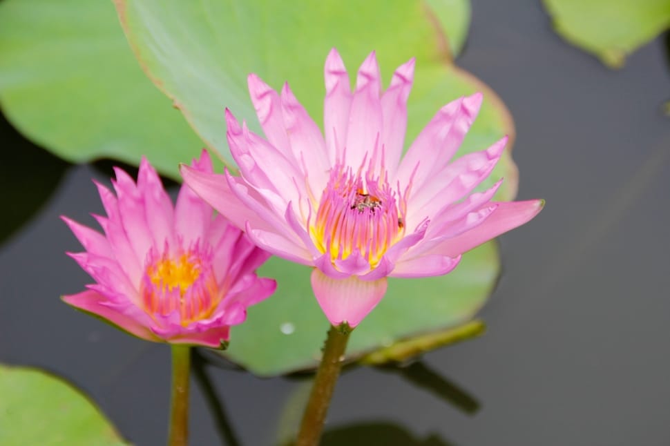 pink lotus preview