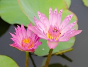 pink lotus thumbnail