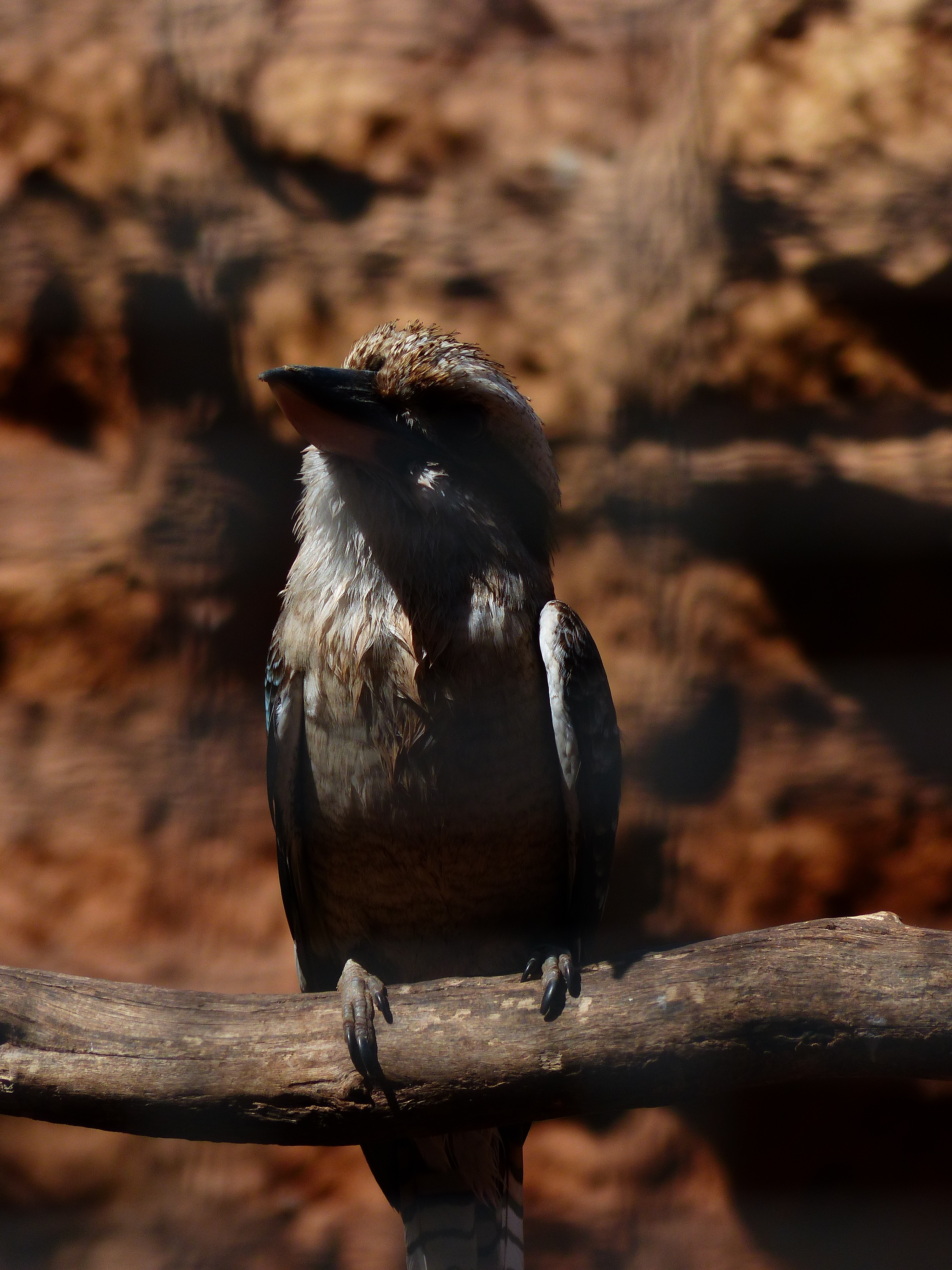 black and grey bird