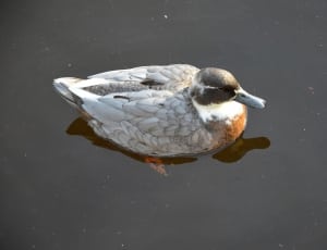grey and white brown duck thumbnail