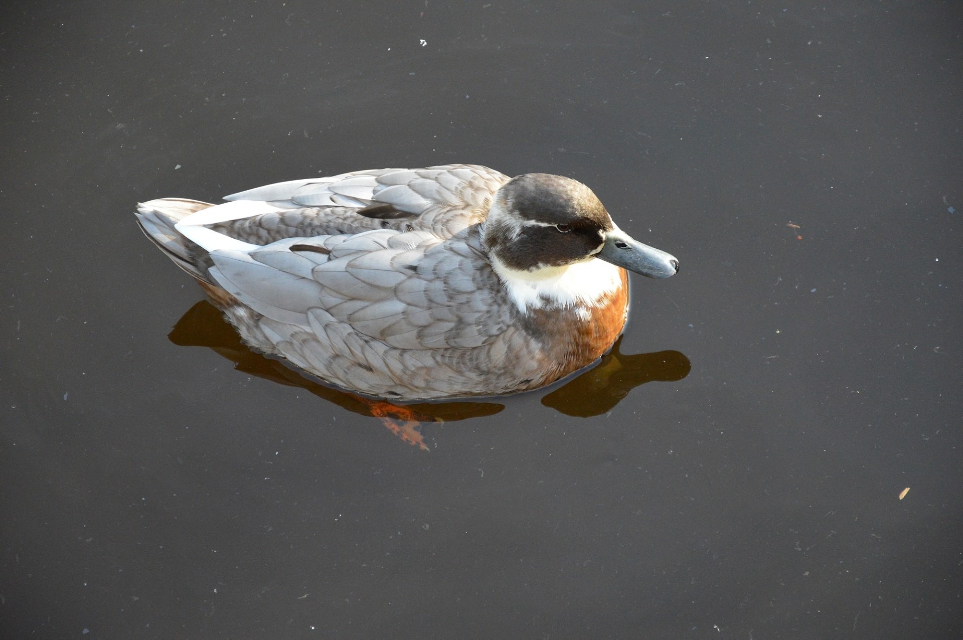 grey and white brown duck
