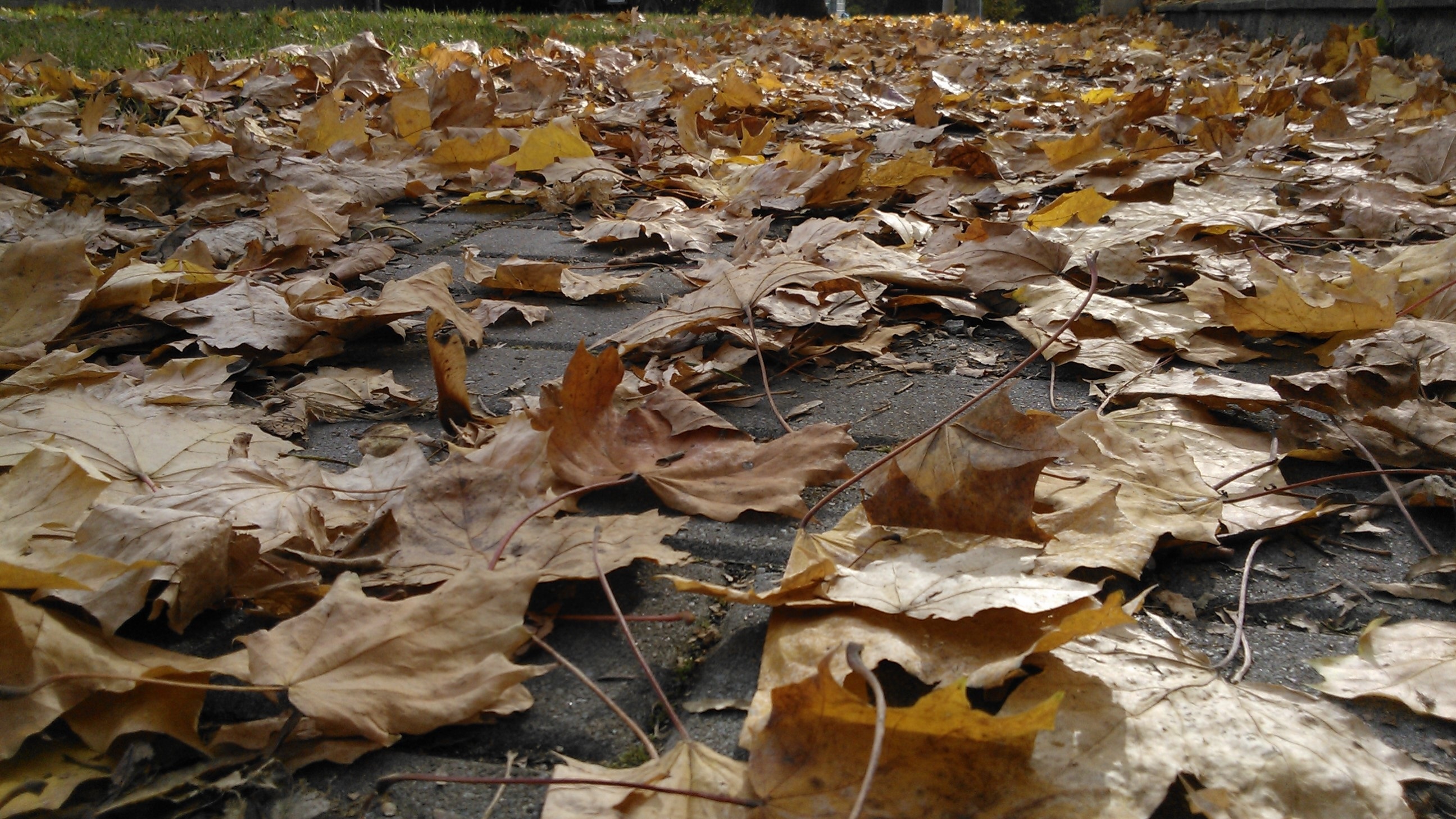 dried maple leaf lot