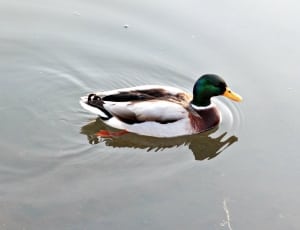 green brown and white mallard duck thumbnail