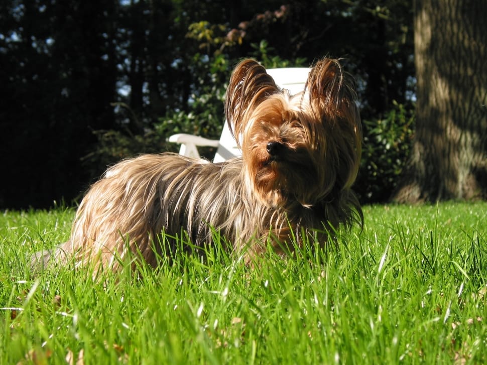 tan yorkshire terrier preview