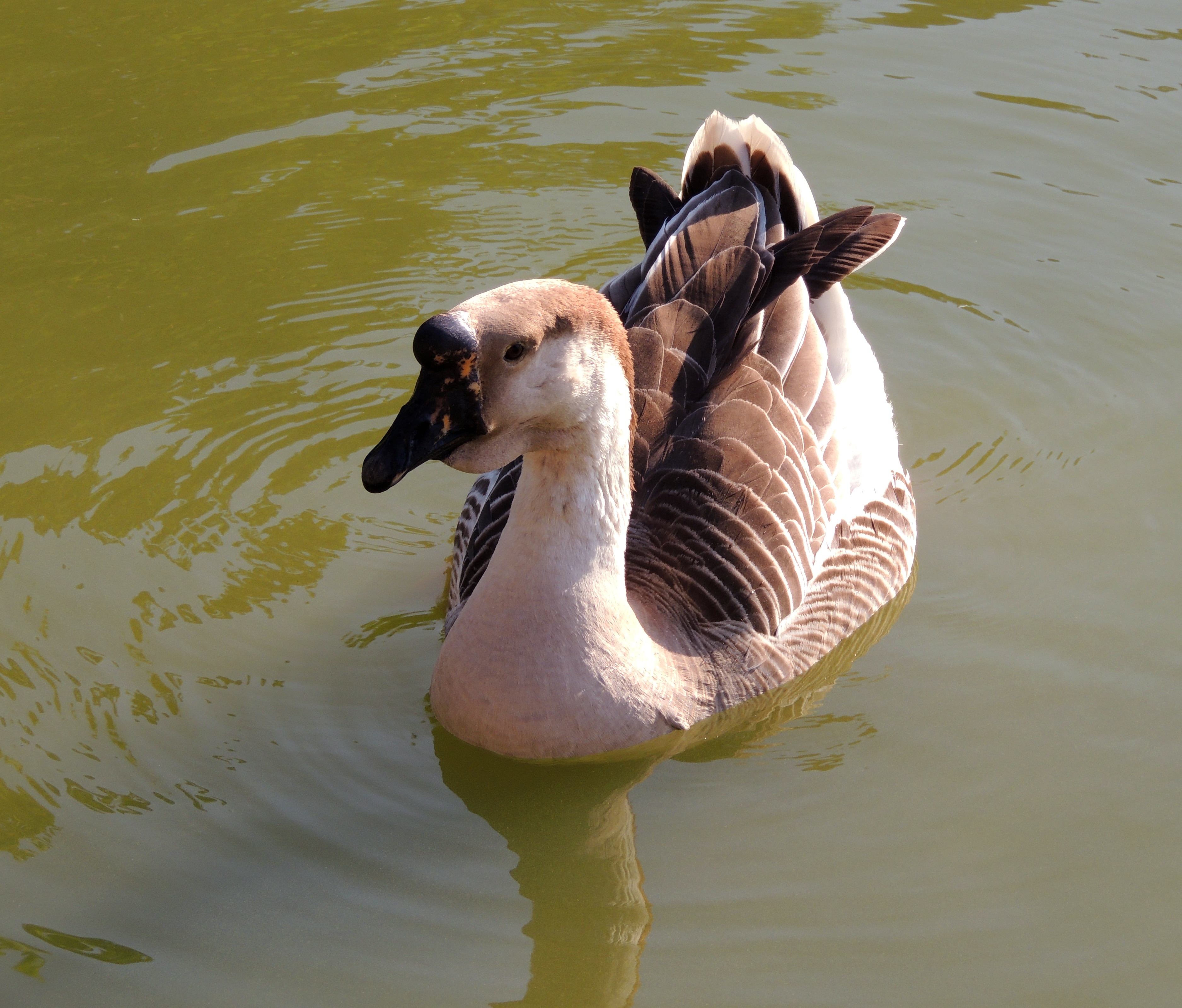white and brown duck