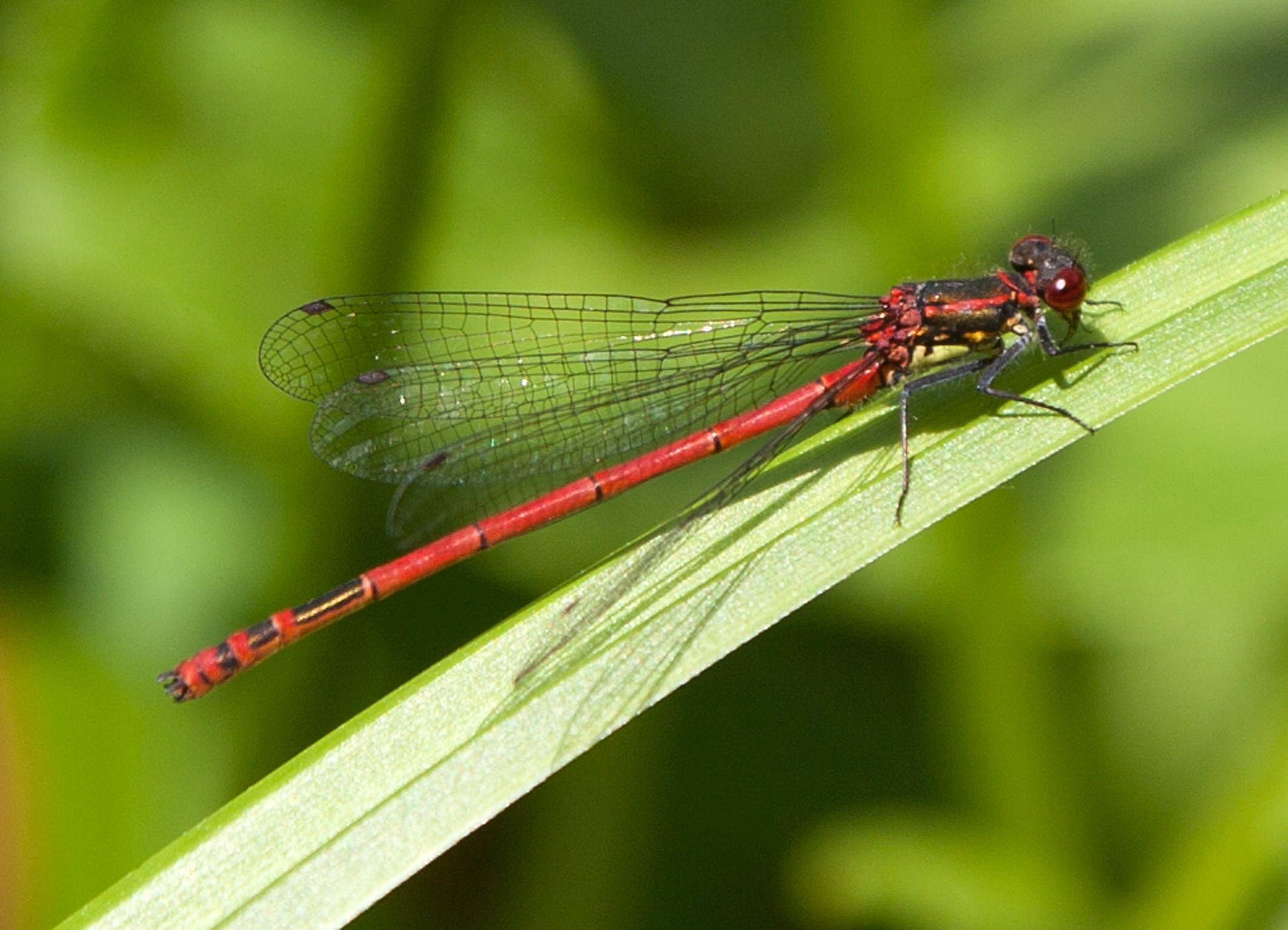 red mayfly
