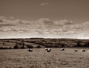 herd of sheep on field thumbnail