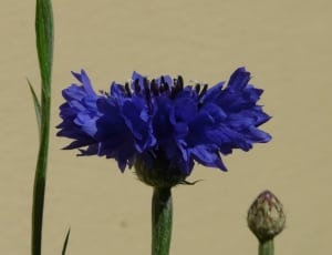 blue cornflower thumbnail