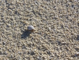 white shell on beige ground surface thumbnail