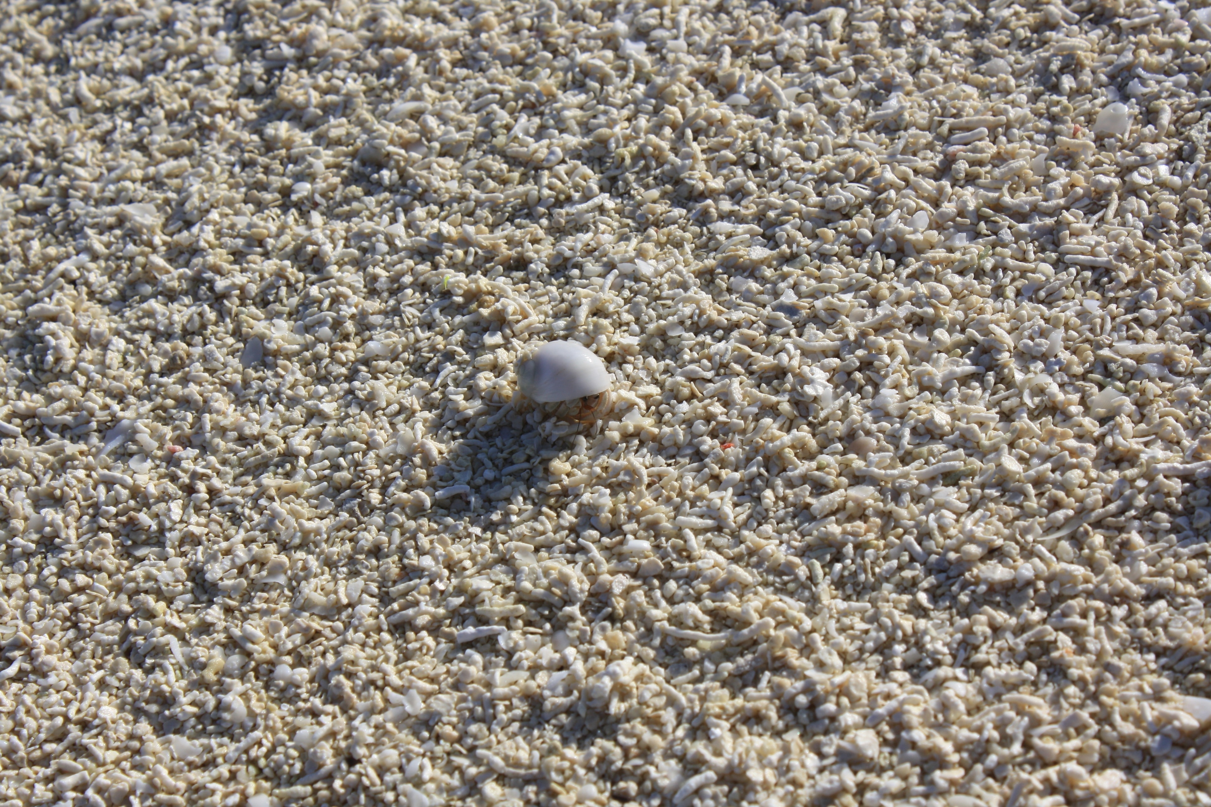white shell on beige ground surface